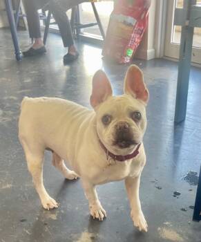 Bunny -  French Bulldog Dog for Adoption in St. Augustine, Florida - Bunny | PetCurious