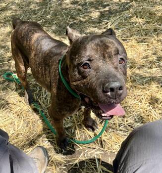 Trout -  Pit Bull Terrier Dog for Adoption in Chicago, Illinois - Trout | PetCurious