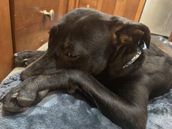 Labrador Retriever Dogs Available for Adoption in Herndon, Virginia - Monty | PetCurious