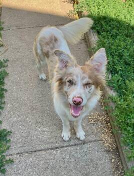 1138 Lumi now called LunaLoo -  Australian Shepherd Dog for Adoption in Ringwood, Illinois - 1138 Lumi Now Called LunaLoo | PetCurious