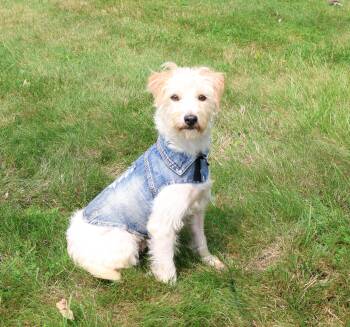 Rescue Jack Russell Terrier and Poodle Dogs for Adoption in Islip Terrace, New York - Benji | PetCurious