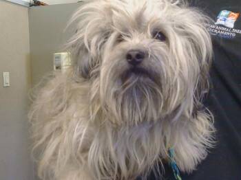PEARL -  Lhasa Apso Dog for Adoption in Sacramento, California - PEARL | PetCurious