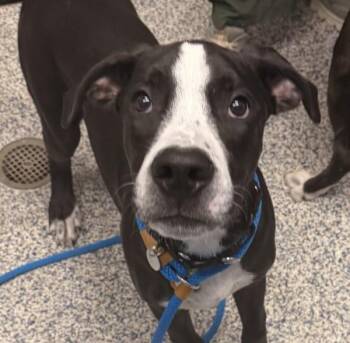 Popcorn -  Pit Bull Terrier and Labrador Retriever Dog for Adoption in Golden, Colorado - Popcorn | PetCurious