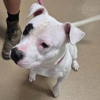 KODAK BLU -  American Bulldog and Boxer Dog for Adoption in Decatur, Illinois - KODAK BLU | PetCurious