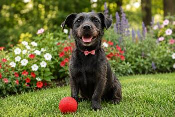 Rachel -  Miniature Schnauzer and Patterdale Terrier Fell Terrier Dog for Adoption in Rockville, Maryland - Rachel | PetCurious