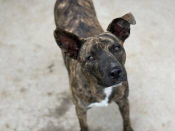 CANE -  Pit Bull Terrier and Mixed Breed Dog for Adoption in Tulsa, Oklahoma - CANE | PetCurious