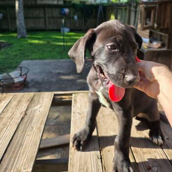 Tip -  Great Dane Dog for Adoption in Bullard, Texas - Tip | PetCurious
