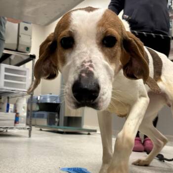 Mixed Breed Dogs Available for Adoption in Cooperstown, New York - Tropicana | PetCurious