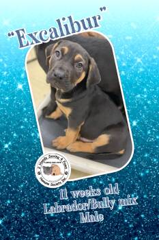 Rescue Labrador Retriever and American Bully Dogs for Adoption in Thomson, Georgia - “Excalibur” | PetCurious