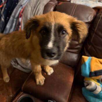 Mixed Breed Dogs Available for Adoption in Buffalo, Minnesota - Golden Gate | PetCurious