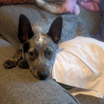 Australian Cattle Dog Blue Heeler Dogs Available for Adoption - Skye | PetCurious