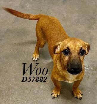 Woo -  Chihuahua and Mixed Breed Dog for Adoption in Clarksville, Tennessee - Woo | PetCurious