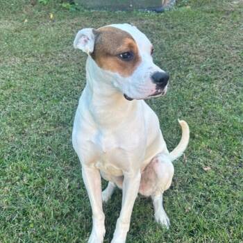 Rescue Pit Bull Terrier Dogs for Adoption in Columbia, South Carolina - Yoda | PetCurious