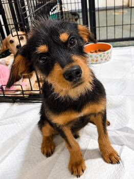 Cosmo -  Miniature Schnauzer and Standard Schnauzer Dog for Adoption in New Baltimore, Michigan - Cosmo | PetCurious