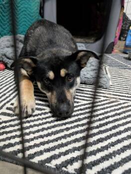 Twyla -  German Shepherd Dog Dog for Adoption in Edmonton, Alberta - Twyla | PetCurious