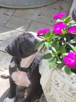 Zinnia Bloom -  Pit Bull Terrier Dog for Adoption in Germantown, Ohio - Zinnia Bloom | PetCurious