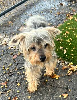 Yorkshire Terrier Dogs Available for Adoption in Margate, Florida - CHARIE 2 | PetCurious