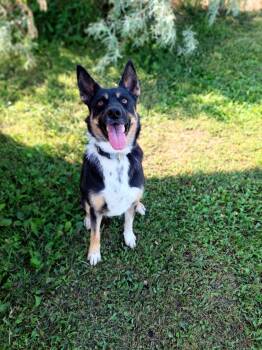 Rescue Australian Cattle Dog Blue Heeler Dogs for Adoption in Morden, Manitoba - Sadie | PetCurious