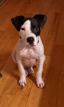 Rescue Great Pyrenees and Pit Bull Terrier Dogs for Adoption in Saluda, Virginia - Freddy | PetCurious