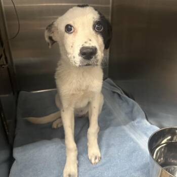 Noelle -  Mixed Breed Dog for Adoption in Abilene, Texas - Noelle | PetCurious
