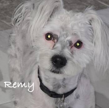 Remy -  Maltese and Yorkie Poo Dog for Adoption in Las Vegas, Nevada - Remy | PetCurious