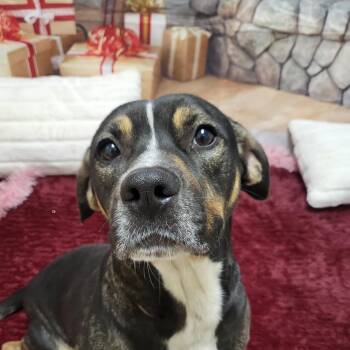 Mixed Breed Dogs Available for Adoption in Chatham, Virginia - Tabitha | PetCurious