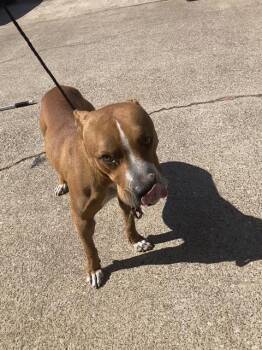 POOH BEAR -  Mixed Breed and Pit Bull Terrier Dog for Adoption in Dallas, Texas - POOH BEAR | PetCurious