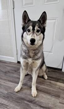 Siberian Husky Dogs Available for Adoption - Roscoe | PetCurious