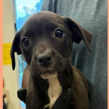 Dylan -  Mixed Breed Dog for Adoption - Dylan | PetCurious