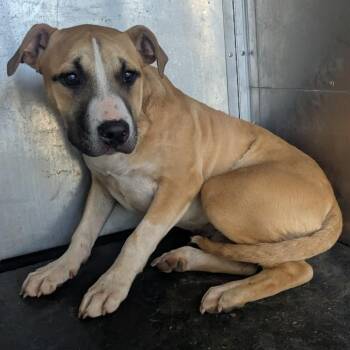 Pit Bull Terrier Dogs Available for Adoption in Birmingham, Alabama - Princess | PetCurious