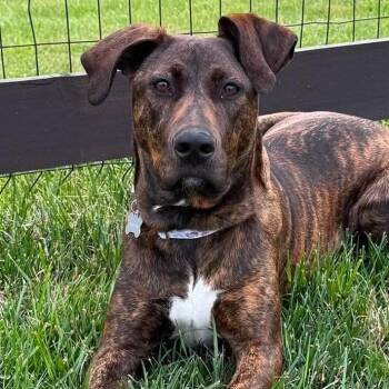 Doberman Pinscher Dogs Available for Adoption in Fredericksburg, Virginia - Speak Now Spritz | PetCurious