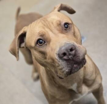 Rescue Pit Bull Terrier and Mixed Breed Dogs for Adoption in Apple Valley, California - Fiona | PetCurious
