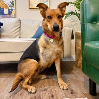 Mimi Honey Lou Sweeter Than Honey -  German Shepherd Dog and Labrador Retriever Dog for Adoption in Friendswood, Texas - Mimi Honey Lou Sweeter Than Honey | PetCurious