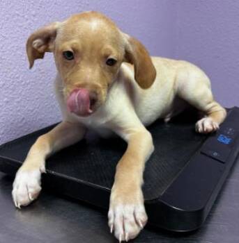 Mixed Breed Dogs Available for Adoption in El Paso, Texas - 60791735 | PetCurious