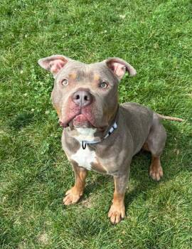 Chubbs -  Pit Bull Terrier Dog for Adoption in Reisterstown, Maryland - Chubbs | PetCurious