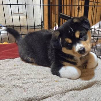 Little Gizmo(Luna