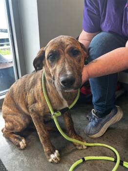 Labrador Retriever and Pit Bull Terrier Dogs Available for Adoption in Gautier, Mississippi - Kenny | PetCurious
