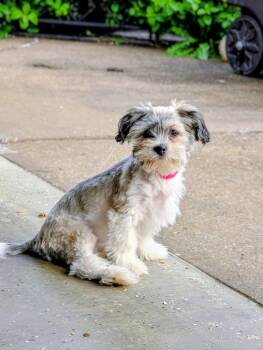 Opal -  Shih Tzu Dog for Adoption in Riverdale, Iowa - Opal | PetCurious