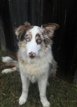 Rescue Australian Shepherd Dogs for Adoption in Tulsa, Oklahoma - Magnolia | PetCurious