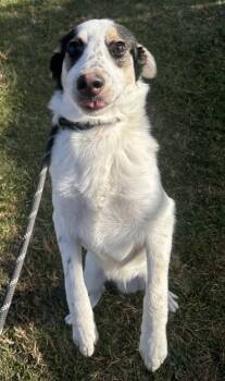 Rescue Jack Russell Terrier and Collie Dogs for Adoption in Lima, Ohio - Michael Myers | PetCurious