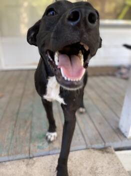 Rescue Mixed Breed Dogs for Adoption in Spring, Texas - Raven | PetCurious