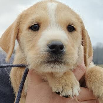 Yellow Labrador Retriever and Husky Dogs Available for Adoption - Mikaela Olympians | PetCurious