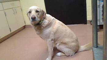 Labrador Retriever and Great Pyrenees Dogs Available for Adoption - BUDDY | PetCurious