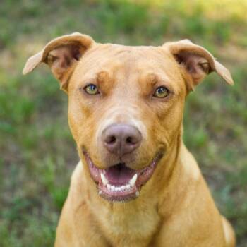 Mixed Breed Dogs Available for Adoption in Aiken, South Carolina - Mama 62849 | PetCurious
