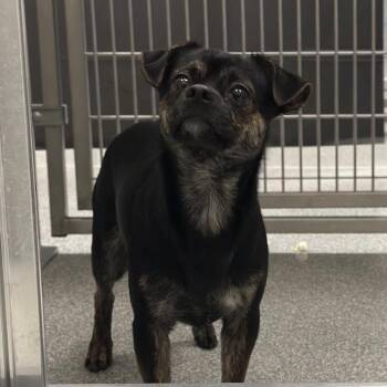 Sultan -  Terrier Dog for Adoption in Oak Brook, Illinois - Sultan | PetCurious