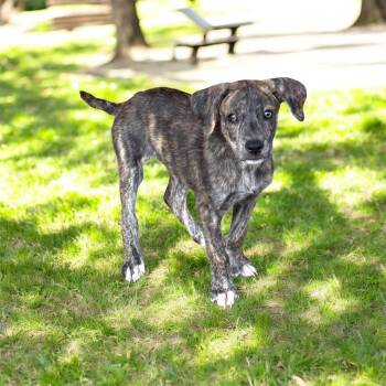 Turkey BM1 -  Mixed Breed Dog for Adoption in Isabela, Isabela - Turkey BM1 | PetCurious