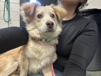 BOSCO -  Mixed Breed Dog Available for Adoption in Santa Fe, New Mexico - BOSCO | PetCurious