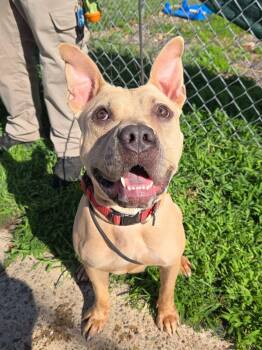 Diondra -  American Bulldog Dog for Adoption in Trenton, New Jersey - Diondra | PetCurious