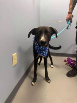 Singer -  Black Labrador Retriever Dog for Adoption in Zanesville, Ohio - Singer | PetCurious