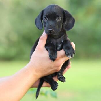 Jett -  Boykin Spaniel and Dachshund Dog for Adoption in Lucedale, Mississippi - Jett | PetCurious